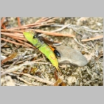 Ammophila sabulosa - Sandwespe 64k Sandwespe-beim-Raupendiebstahl-Sandgrube-Niedringhaussee.jpg